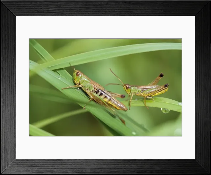 Framed Print : Common Grasshopper - imago & nymph Framed Print : Common Grasshopper - imago & nymph