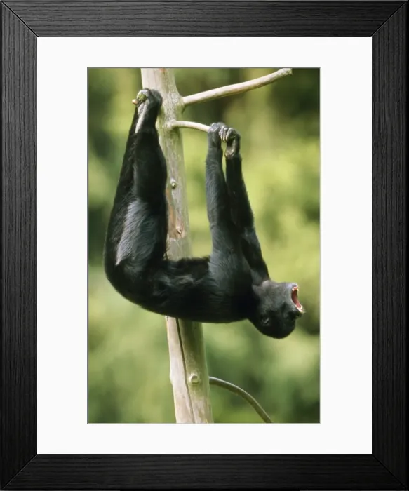 Framed Print : Black Spider Monkey - male howling Framed Print : Black Spider Monkey - male howling