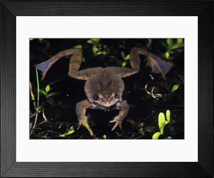 Framed Print : Common Frog - in garden pond