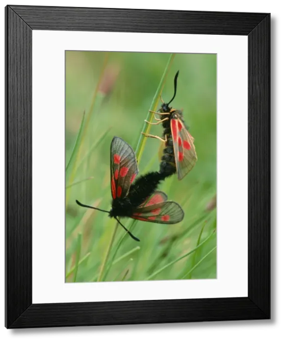 Framed Print : Six-spot Burnet Moth - couple copulating Framed Print : Six-spot Burnet Moth - couple copulating