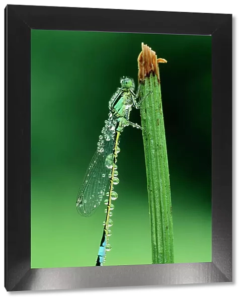 Blue-tailed Damselfly - covered with dewdrops