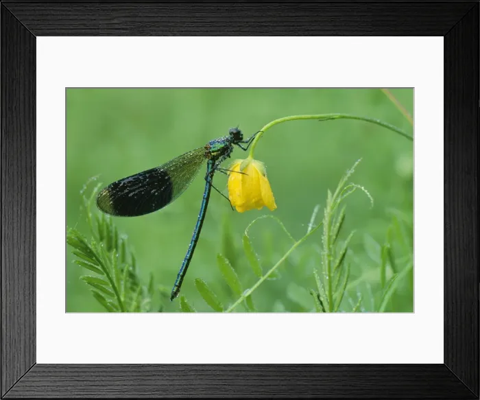 Framed Print : Banded Demoiselle Damselfly - male covered with dew