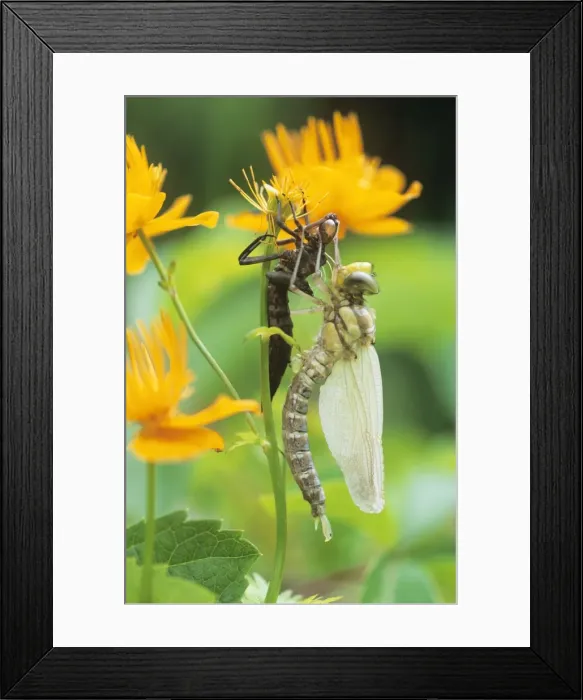 Framed Print : Southern Hawker Dragonfly - emerged from nymph case Framed Print : Southern Hawker Dragonfly - emerged from nymph case