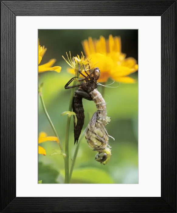Framed Print : Southern Hawker Dragonfly - emerging from nymph case Framed Print : Southern Hawker Dragonfly - emerging from nymph case