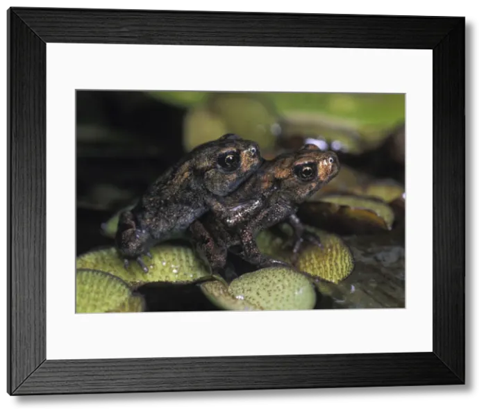 Framed Print : Common Toads - Young animals in adult stage, on water plants in garden pond. Lower Saxony, Germany Framed Print : Common Toads - Young animals in adult stage, on water plants in garden pond. Lower Saxony, Germany