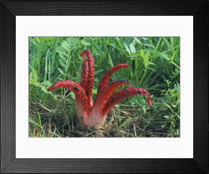 Framed Print : Octopus Fungus - Fruiting body with ripened spores attracting flies, on meadowland, august. Lower Saxony, Germany Framed Print : Octopus Fungus - Fruiting body with ripened spores attracting flies, on meadowland, august. Lower Saxony, Germany