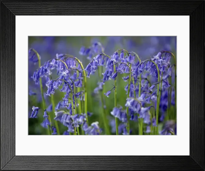Framed Print : Bluebells - Northumberland, England Framed Print : Bluebells - Northumberland, England