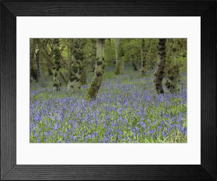 Framed Print : Bluebells - In Doxford woods Northumberland, England Framed Print : Bluebells - In Doxford woods Northumberland, England