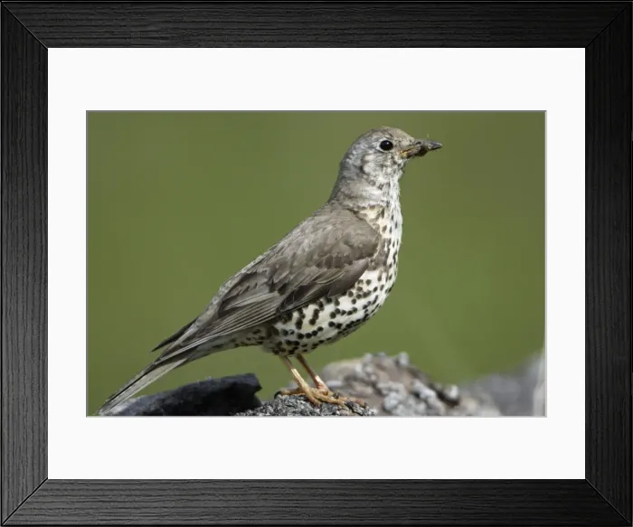 Framed Print : Mistle Thrush - With grub in beak Northumberland, England Framed Print : Mistle Thrush - With grub in beak Northumberland, England