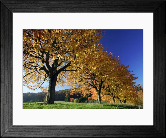 Framed Print : Cherry Trees - In autumn colour Lower Saxony, Germany Framed Print : Cherry Trees - In autumn colour Lower Saxony, Germany