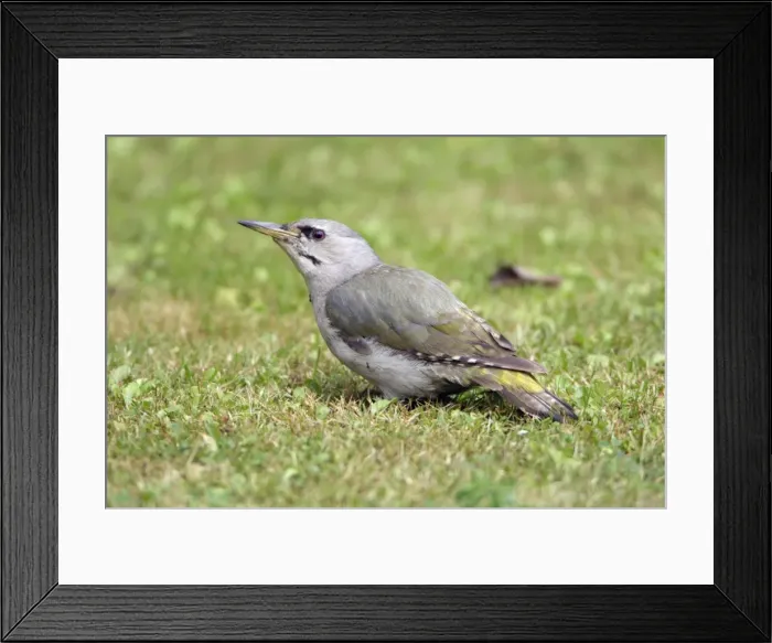 Framed Print : Grey Headed Woodpecker - Feeding on ants on lawn Lower Saxony, Germany Framed Print : Grey Headed Woodpecker - Feeding on ants on lawn Lower Saxony, Germany