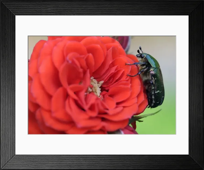 Framed Print : Rose Chafer- Resting on red rose Lower Saxony, Germany Framed Print : Rose Chafer- Resting on red rose Lower Saxony, Germany