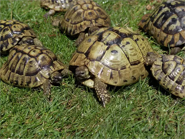 Greek Tortoise-Sunbathing National Park Neusiedlersee, Austria