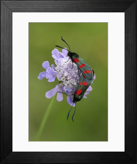 Framed Print : Six-spot Burnet Moth- 2 mating on flower, Hessen, Germany Framed Print : Six-spot Burnet Moth- 2 mating on flower, Hessen, Germany
