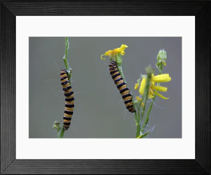 Framed Print : Cinnabar Moth caterpillar- feeding on foodplant Ragwort, Hessen, Germany Framed Print : Cinnabar Moth caterpillar- feeding on foodplant Ragwort, Hessen, Germany