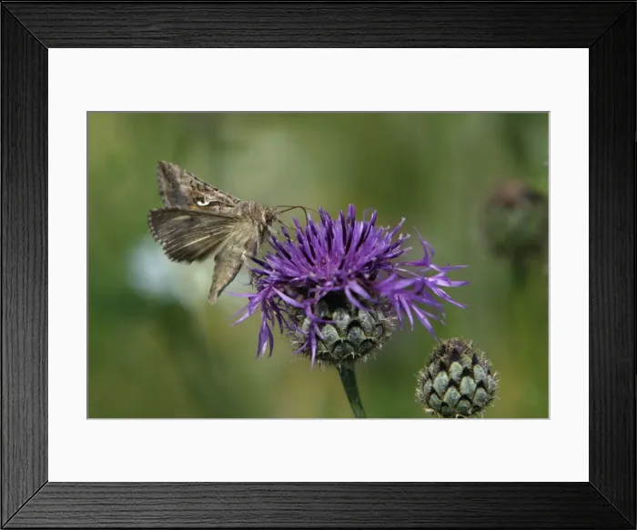 Framed Print : Silver Y Moth- feeding on Greater Knapweed flower, Hessen, Germany Framed Print : Silver Y Moth- feeding on Greater Knapweed flower, Hessen, Germany