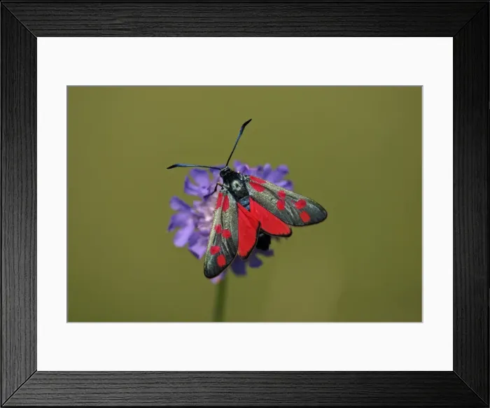 Framed Print : Six-spot Burnet Moth- feeding on flower, Hessen, Germany Framed Print : Six-spot Burnet Moth- feeding on flower, Hessen, Germany