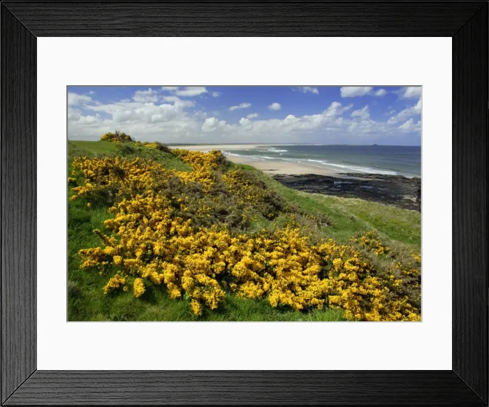 Framed Print : Gorse Blosssom-bushes growing along coastline, Budle Bay, Northumberland National Park, UK Framed Print : Gorse Blosssom-bushes growing along coastline, Budle Bay, Northumberland National Park, UK