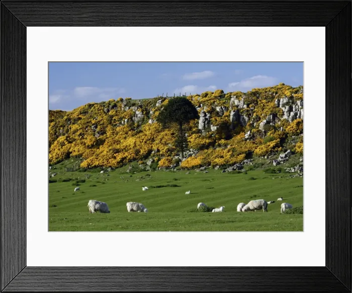 Framed Print : Howick Scar-flowering gorse in spring-time, south of Craster on the coast, Northumberland NP, UK Framed Print : Howick Scar-flowering gorse in spring-time, south of Craster on the coast, Northumberland NP, UK