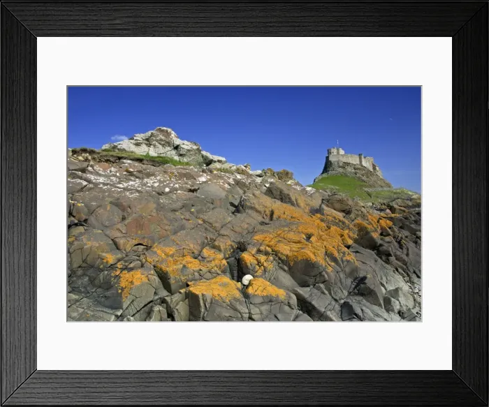 Framed Print : Lindisfarne, Holy Island-view of moon, castle and lichen covered rocks, taken from the beach, Northumberland UK Framed Print : Lindisfarne, Holy Island-view of moon, castle and lichen covered rocks, taken from the beach, Northumberland UK