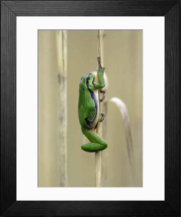 Framed Print : European Tree Frog- climbing reed stalk, Neusiedler See NP, Austria