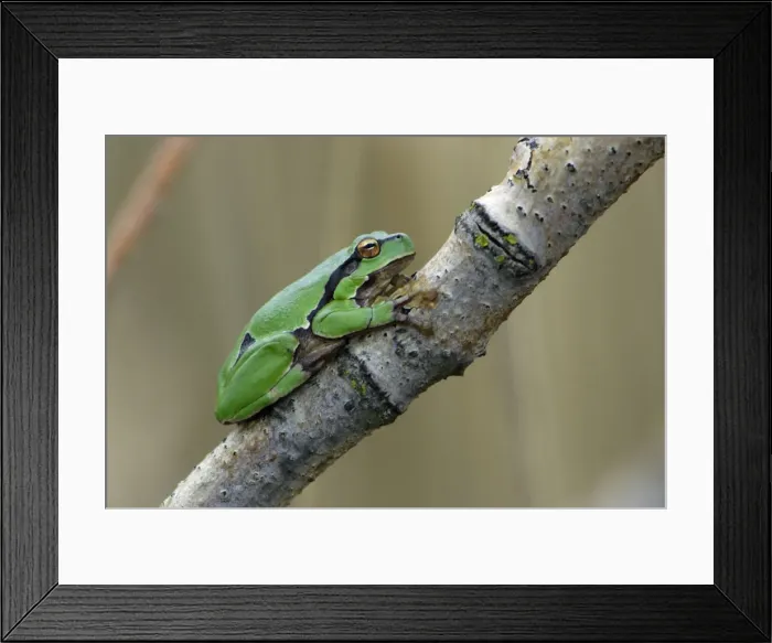 Framed Print : European Tree Frog- sitting on branch, Neusiedler See NP, Austria Framed Print : European Tree Frog- sitting on branch, Neusiedler See NP, Austria