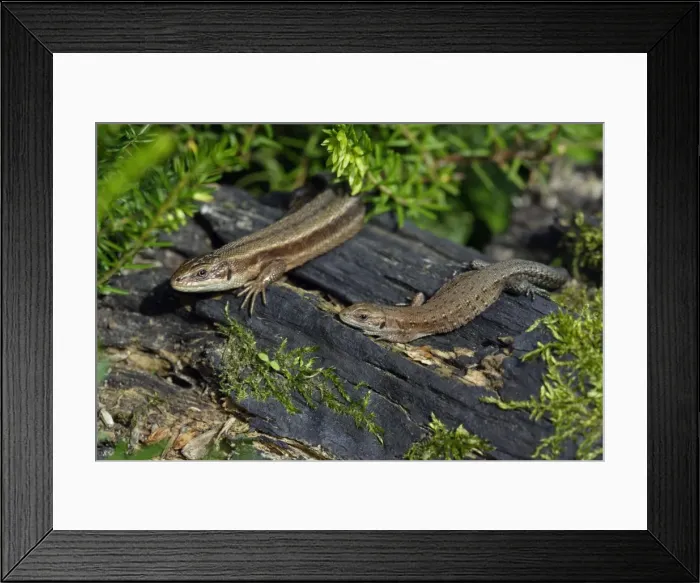 Framed Print : Common Lizard - pair basking in the sun, in garden, Lower Saxony, Germany Framed Print : Common Lizard - pair basking in the sun, in garden, Lower Saxony, Germany