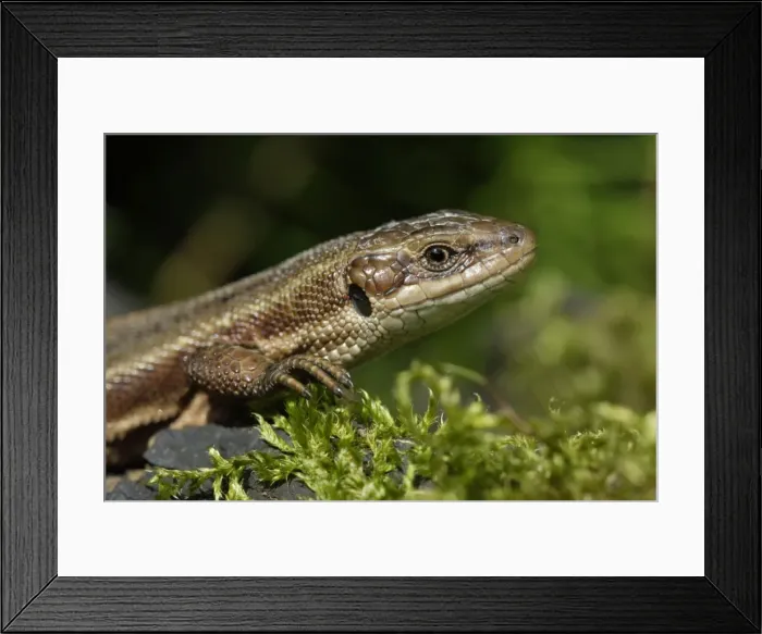 Framed Print : Common Lizard- portrait of animal, in garden, Lower Saxony, Germany Framed Print : Common Lizard- portrait of animal, in garden, Lower Saxony, Germany
