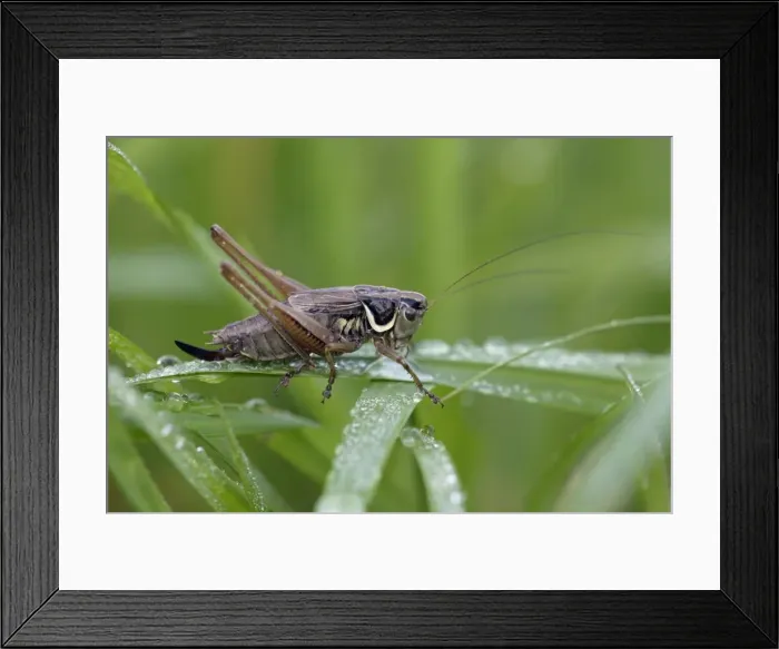Framed Print : Dark Bush-cricket - male resting on grass blade, Lower Saxony, Germany Framed Print : Dark Bush-cricket - male resting on grass blade, Lower Saxony, Germany