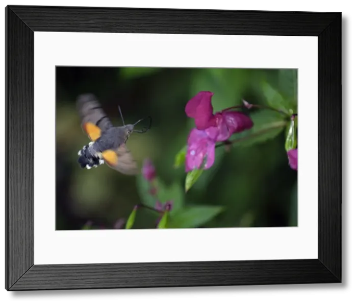 Framed Print : Humming-bird Hawk-moth - feeding on Himalyan balsam blossom, Lower Saxony, Germany Framed Print : Humming-bird Hawk-moth - feeding on Himalyan balsam blossom, Lower Saxony, Germany