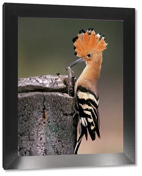 Hoopoe - bird with caught lizard at nest entrance, Andalusia, Spain