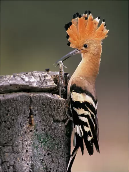 Hoopoe - bird with caught lizard at nest entrance, Andalusia, Spain