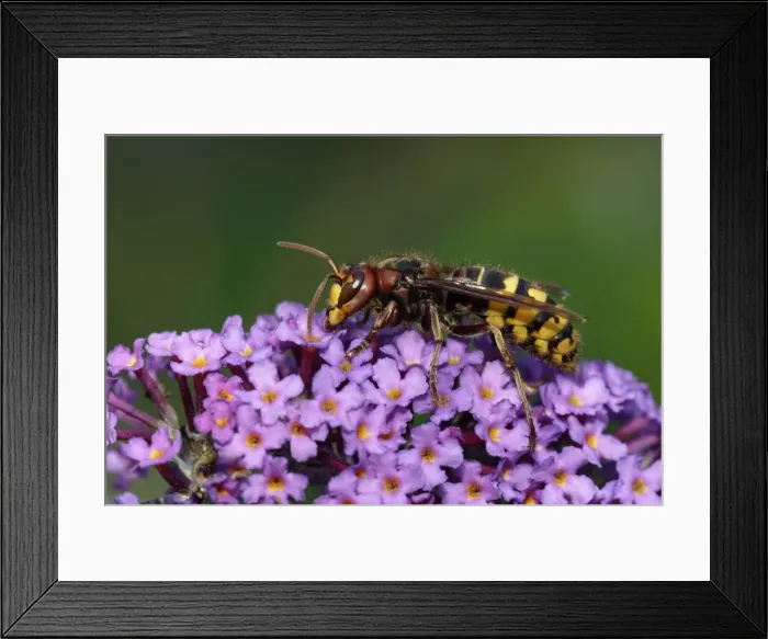 Framed Print : Hornet - feeding on Buddliea blossom in garden, Lower Saxony, Germany Framed Print : Hornet - feeding on Buddliea blossom in garden, Lower Saxony, Germany