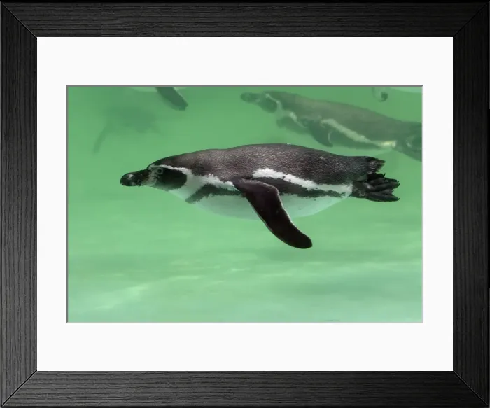 Framed Print : Humboldt Penguin - swimming under water, Lower Saxony, Germany Framed Print : Humboldt Penguin - swimming under water, Lower Saxony, Germany