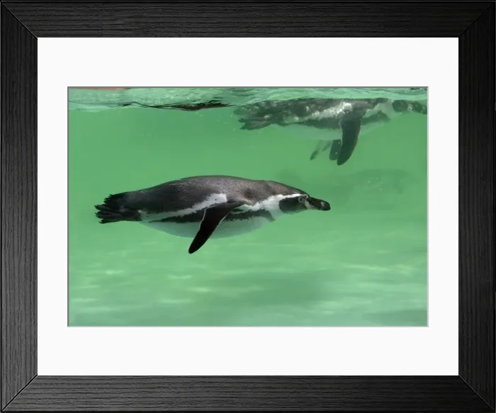 Framed Print : Humboldt Penguin - swimming under water, Lower Saxony, Germany Framed Print : Humboldt Penguin - swimming under water, Lower Saxony, Germany