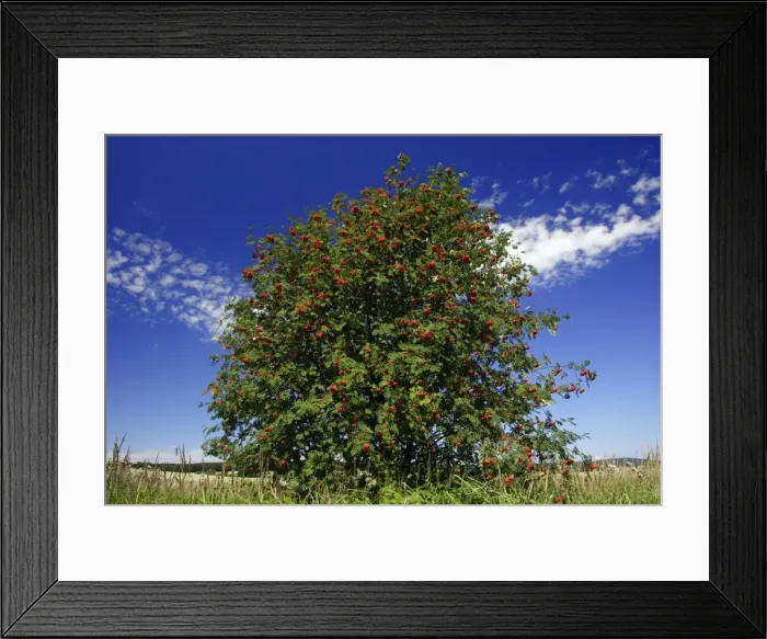Framed Print : Mountain Ash, Rowan Tree - with ripened berries, autumn, Hessen, Germany Framed Print : Mountain Ash, Rowan Tree - with ripened berries, autumn, Hessen, Germany