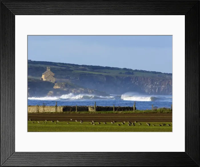 Framed Print : Howick Scar - view of scar from Boulmer, in foreground flock of resting curlew, autumn, Northumberland, UK Framed Print : Howick Scar - view of scar from Boulmer, in foreground flock of resting curlew, autumn, Northumberland, UK