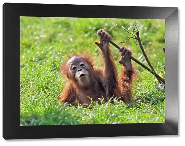 Orang-utan - baby animal playing with bush. Captive. Dortmund, Germany