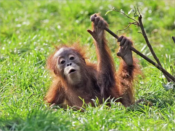 Orang-utan - baby animal playing with bush. Captive. Dortmund, Germany