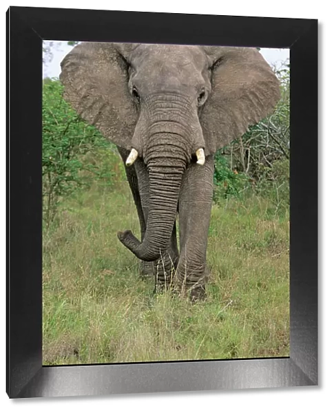 African Elephant - Bull, portrait, Kruger national park, S. Africa