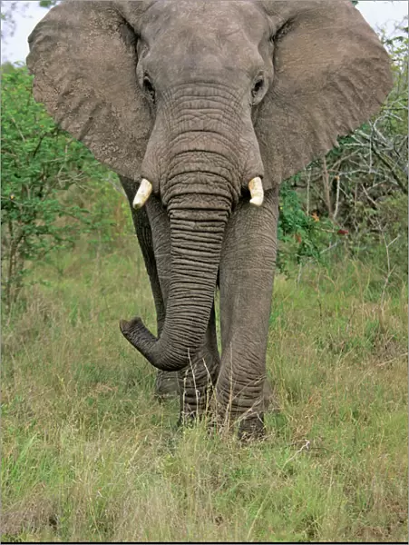 African Elephant - Bull, portrait, Kruger national park, S. Africa