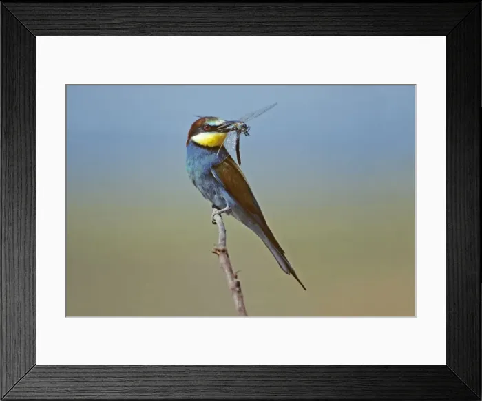 Framed Print : European Bee-eater - with dragonfly in beak, Coto Donana national park, Spain Framed Print : European Bee-eater - with dragonfly in beak, Coto Donana national park, Spain