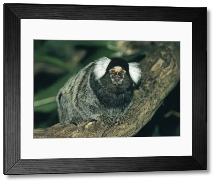 Framed Print : Common Marmoset - portrait, Emmen, Holland Framed Print : Common Marmoset - portrait, Emmen, Holland