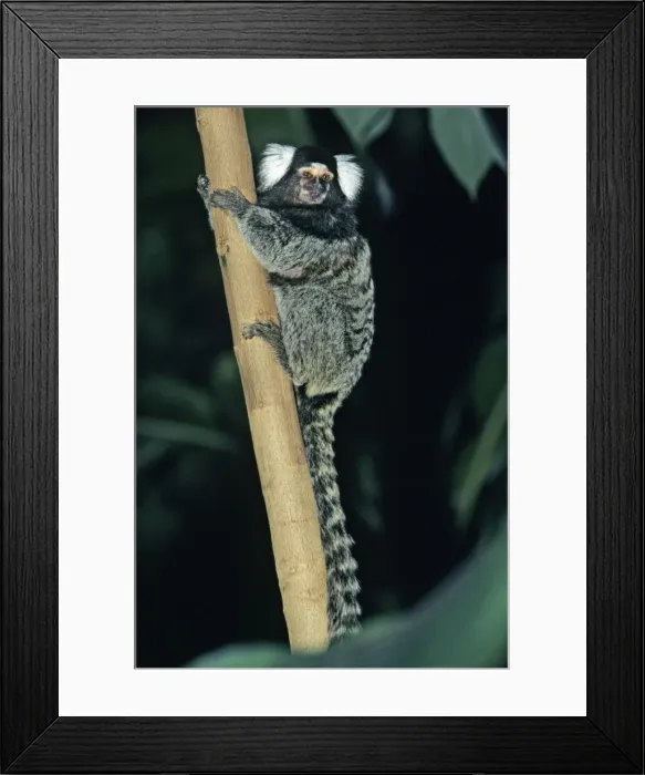 Framed Print : Common Marmoset - sittting on stem, Emmen, Holland Framed Print : Common Marmoset - sittting on stem, Emmen, Holland