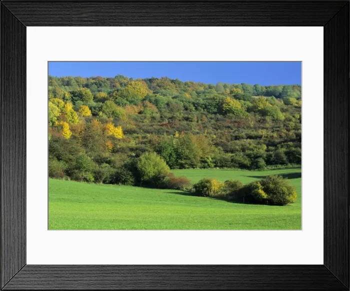 Framed Print : Extensive mature hedge landscape - in autumn colour, Hessen, Germany Framed Print : Extensive mature hedge landscape - in autumn colour, Hessen, Germany