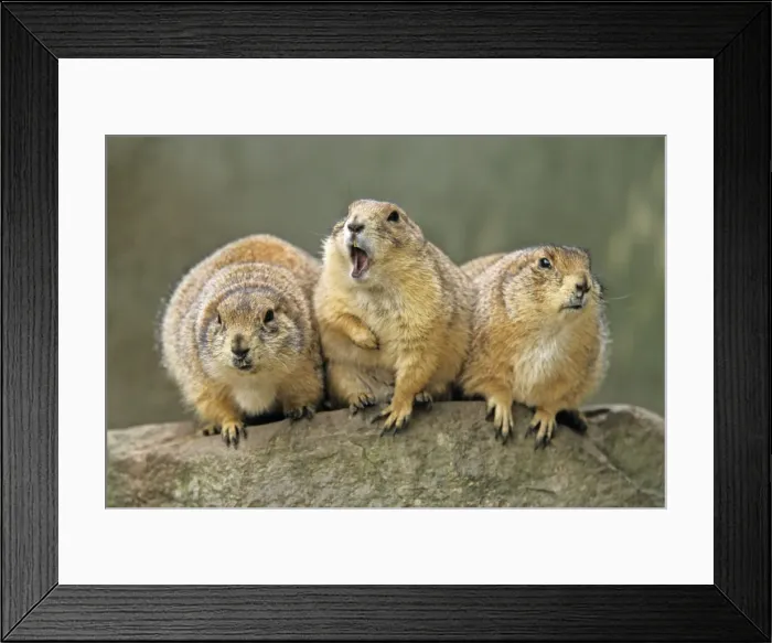Framed Print : Black-tailed Prairie Dog - 3 animals in a row, Emmen, Holland Framed Print : Black-tailed Prairie Dog - 3 animals in a row, Emmen, Holland