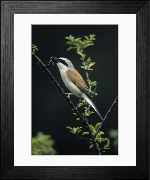 Framed Print : Red-Backed Shrike - male with bumble-bee in beak, Hessen, Germany Framed Print : Red-Backed Shrike - male with bumble-bee in beak, Hessen, Germany