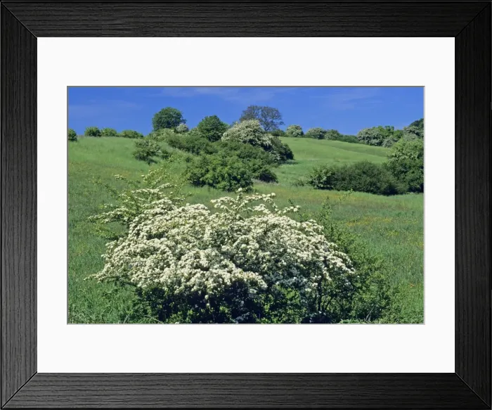 Framed Print : Hawthorn Blossom - flowering in open hedge landscape, Hessen, Germany Framed Print : Hawthorn Blossom - flowering in open hedge landscape, Hessen, Germany