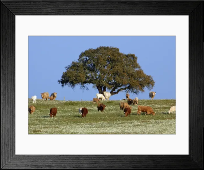 Framed Print : Cork Oak - single tree on pasture, Extremadura, Spain Framed Print : Cork Oak - single tree on pasture, Extremadura, Spain