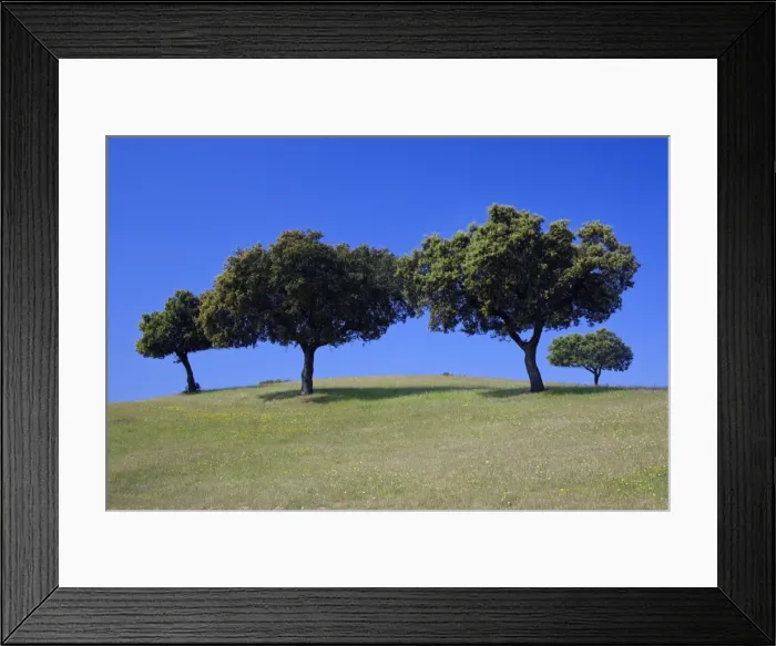 Framed Print : Holm Oak - trees on meadow, Alentejo, Portugal Framed Print : Holm Oak - trees on meadow, Alentejo, Portugal
